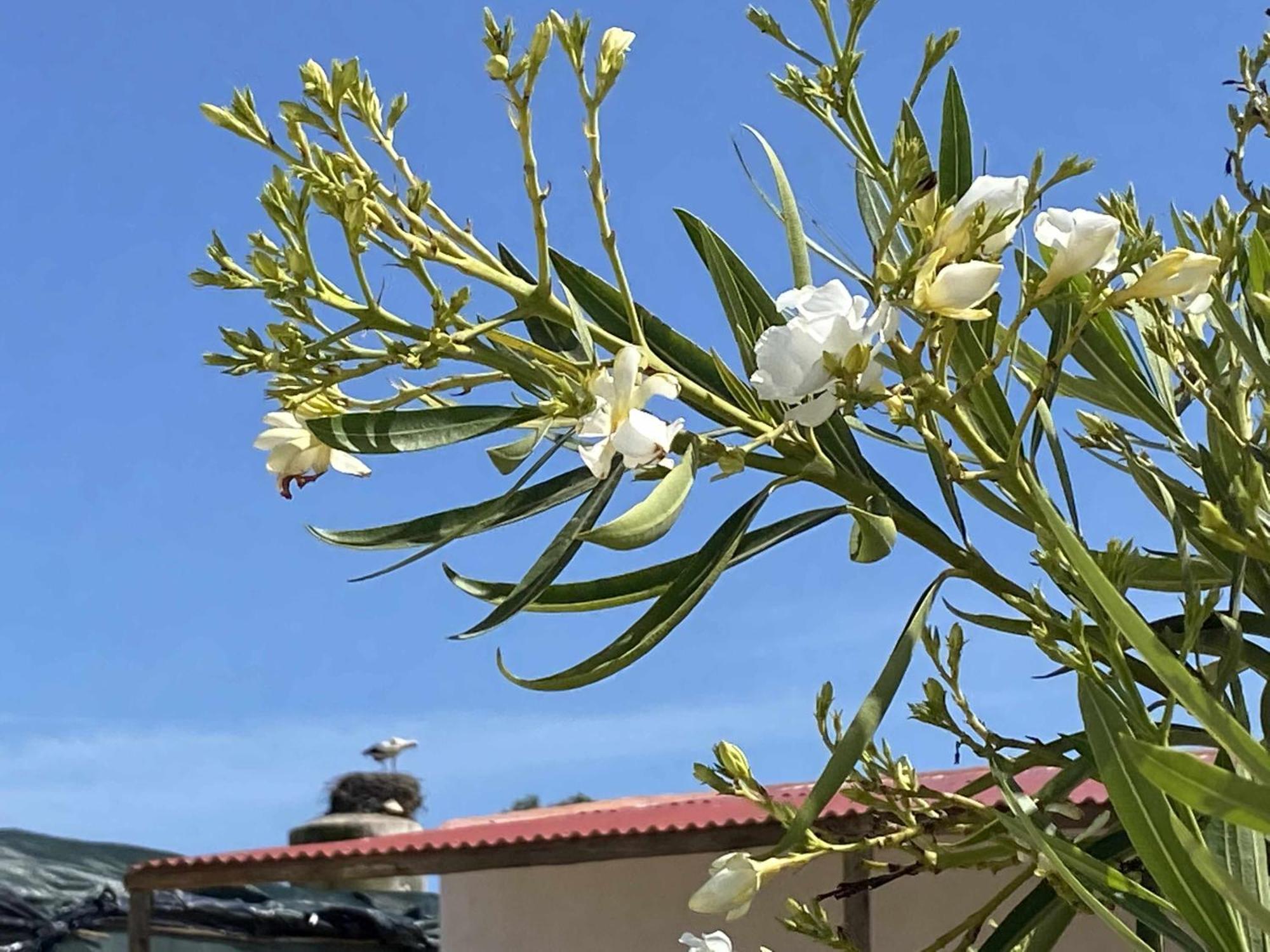 Herdade Dos Salgados Do Fialho Фаро Екстериор снимка